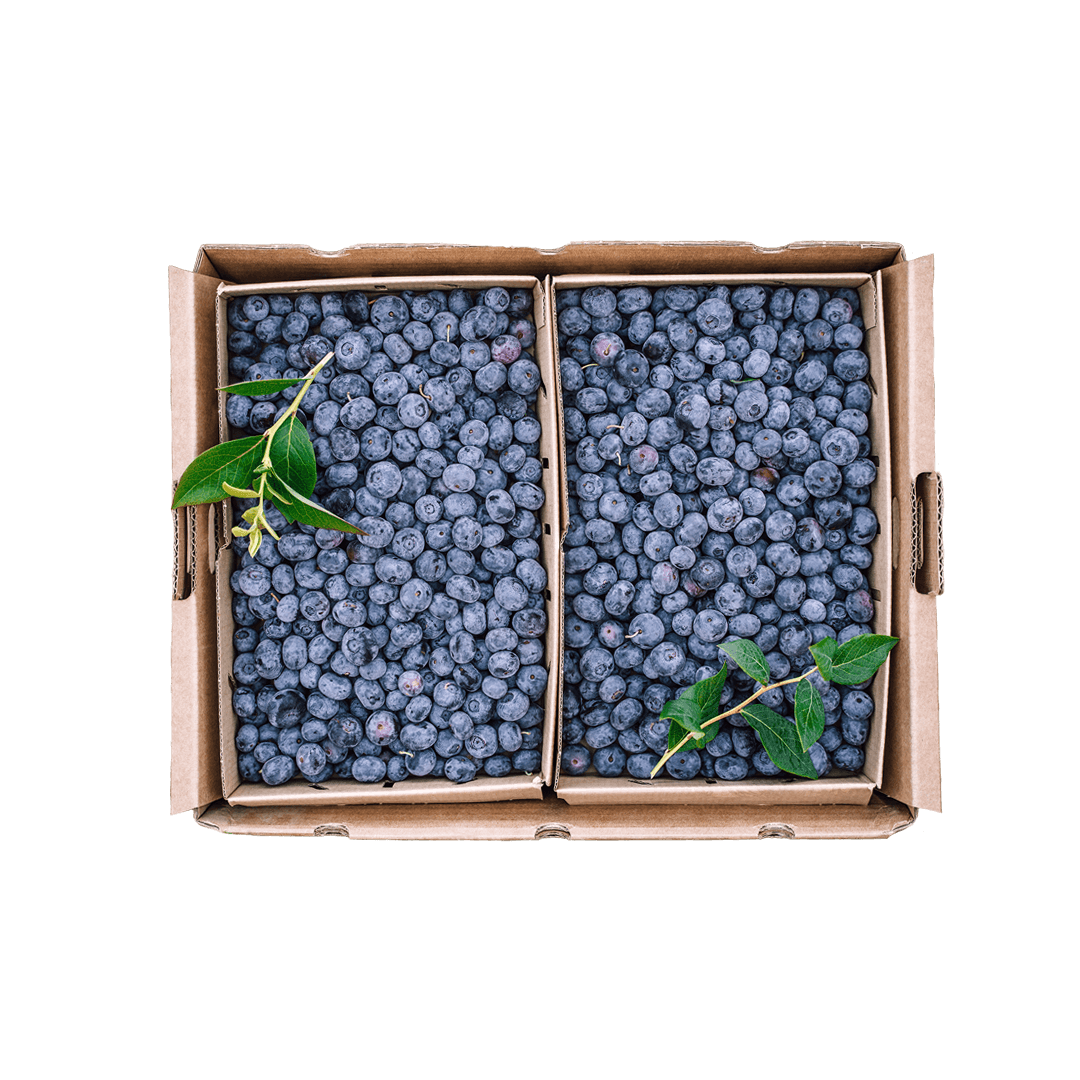 Bioland Bio-Heidelbeeren | 2 oder 4 Kilogramm Paket – Gartenbau Wencker KG