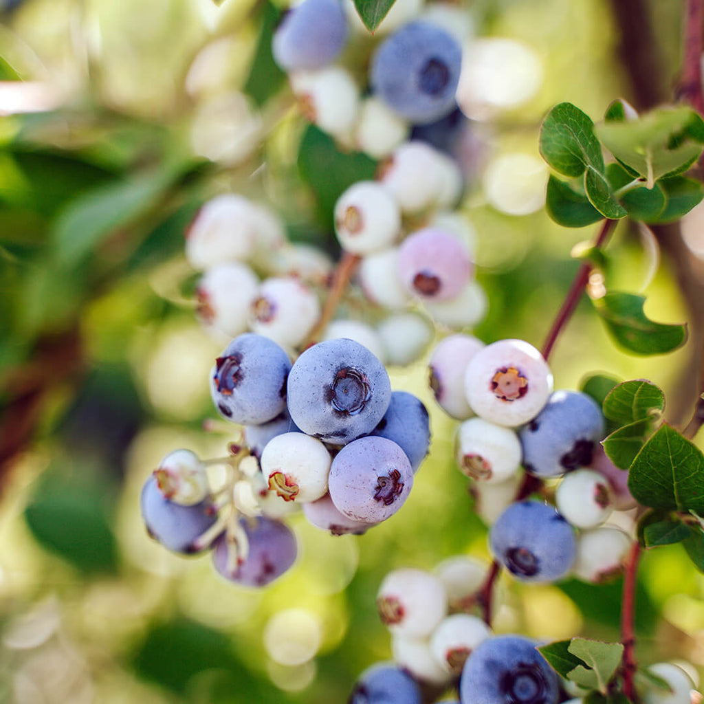 Knackige frische direkt aufs Sofa - Bestelle online unsere Bio-Heidelbeeren ✓