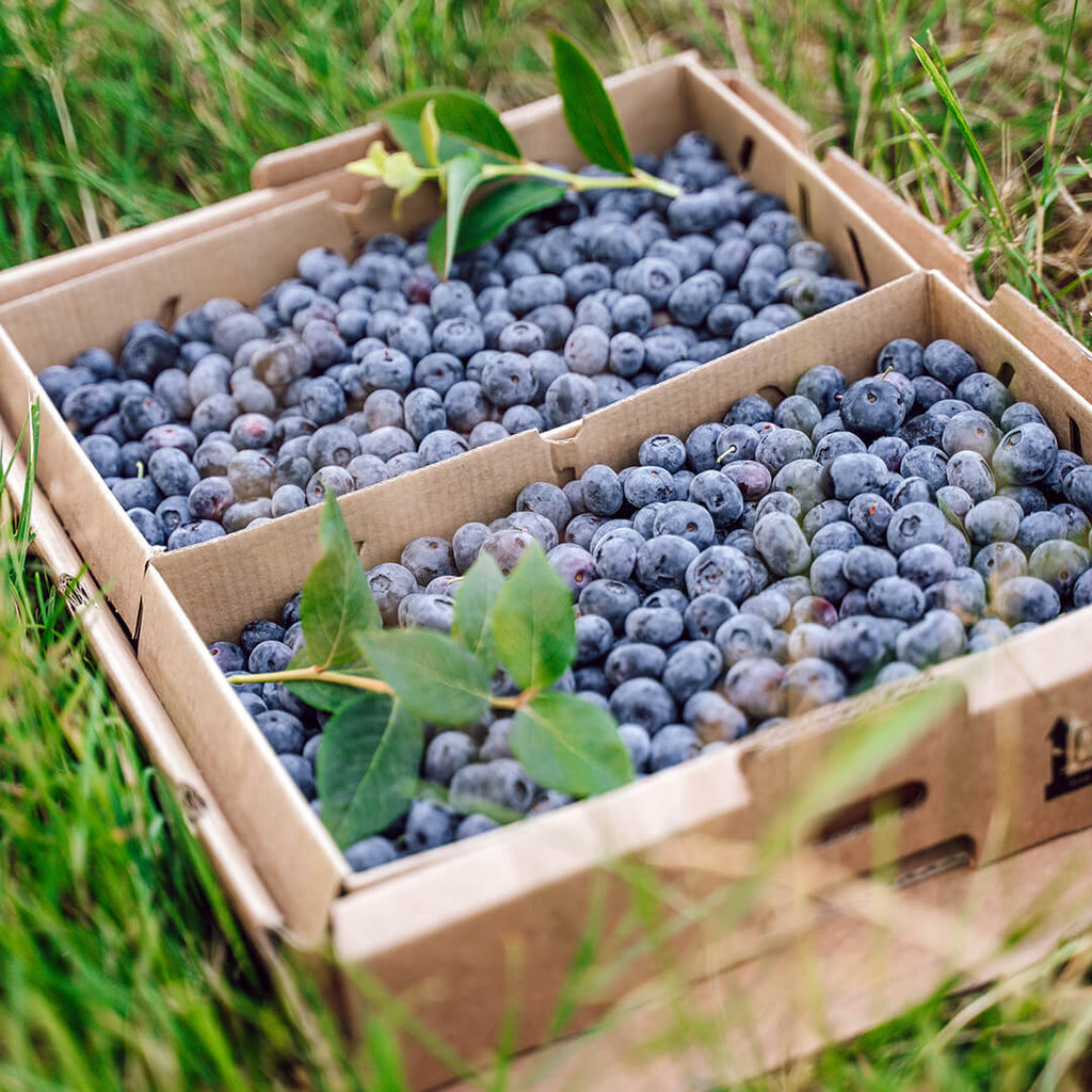 Bio Obst online kaufen – Frisch, natürlich und nachhaltig ✓