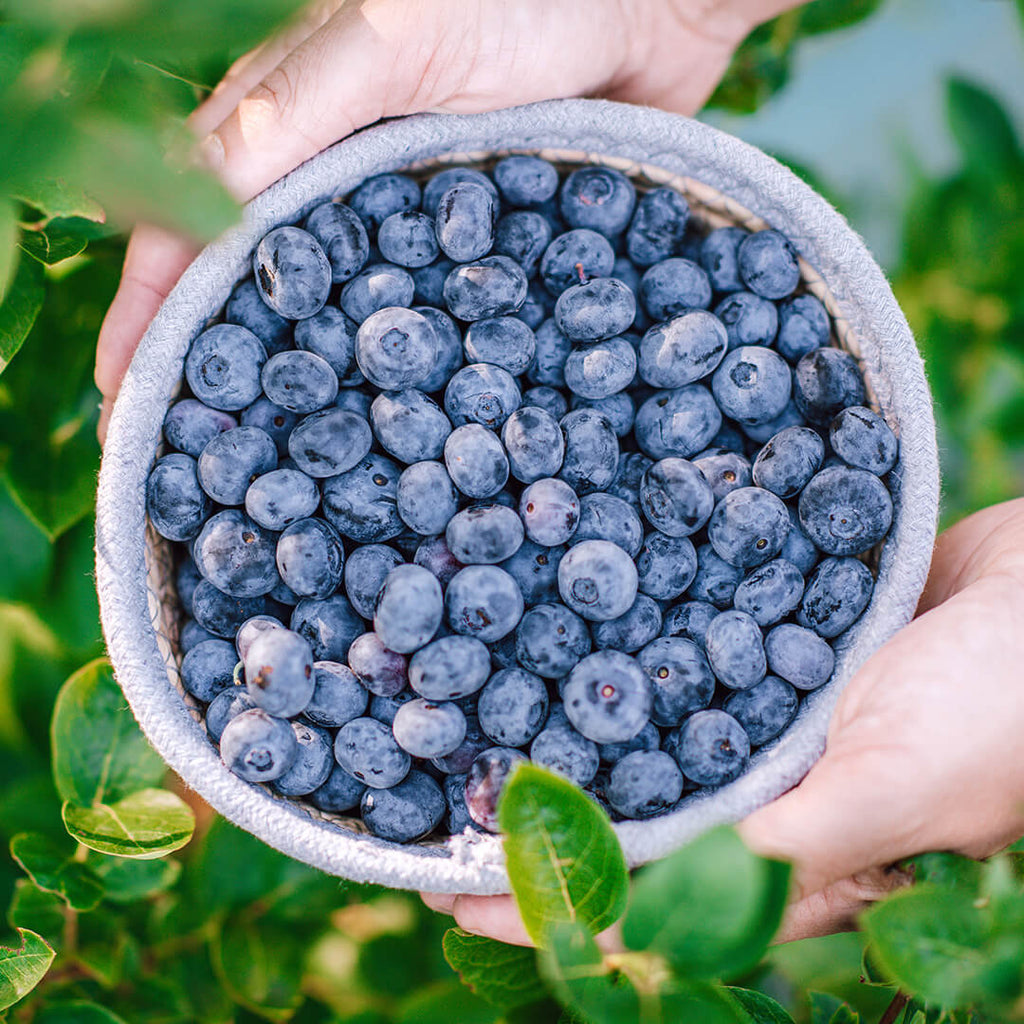 Heidelbeeren Online Kaufen Frische Beeren Direkt Nach Hause Geliefert heidelbeeren-online-kaufen-frische-beeren-direkt-nach-hause-geliefert